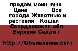 продам мейн куна › Цена ­ 15 000 - Все города Животные и растения » Кошки   . Свердловская обл.,Верхняя Салда г.